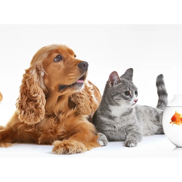 บริการขนส่งสัตว์ระหว่างประเทศโดย Thailand Petmover ที่ได้รับการรับรองจาก IPATA กรุงเทพ ประเทศไทย