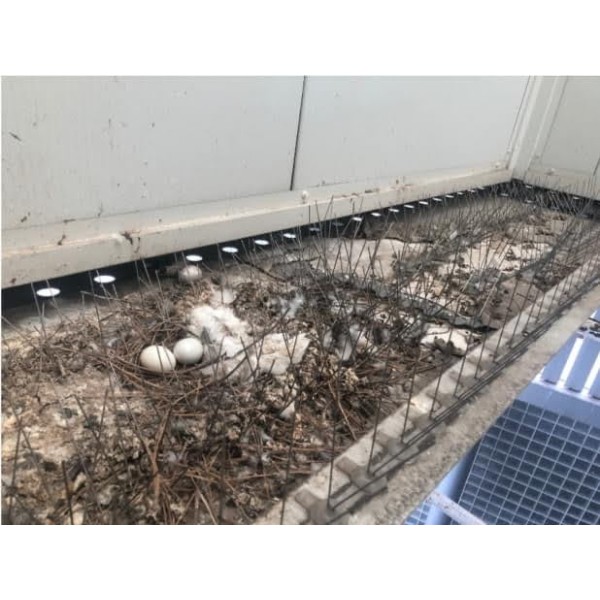 Solving Bird Problems in Factories Using Falconry in Thailand