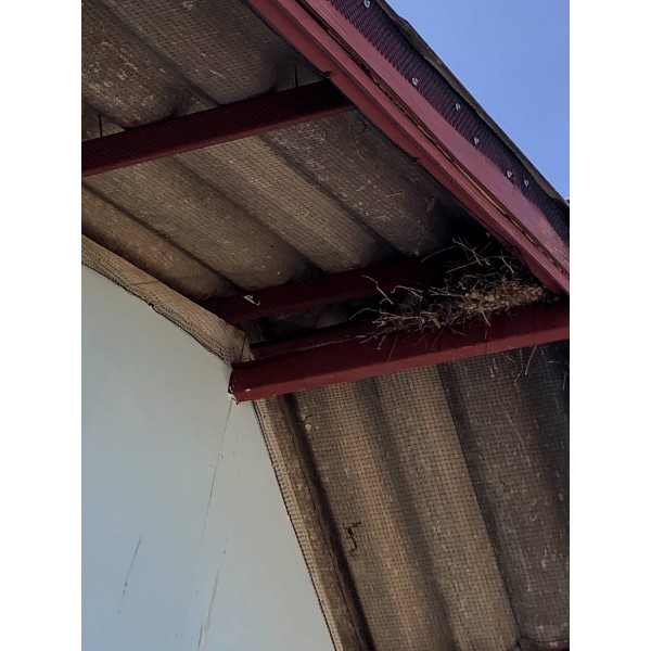 โซลูชันกำจัดนกแบบมีส่วนร่วมกับธรรมชาติสำหรับโรงงานในประเทศไทย (Nature-friendly Bird Control Solutions for Factories in Thailand)